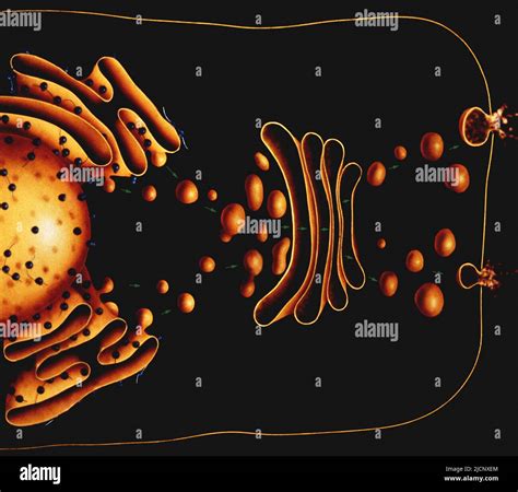 Cellular Protein Transport Proteins Are Synthesises By Ribosomes Blue