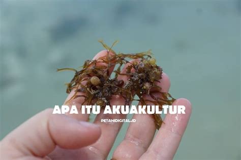 akuakultur pengertian contoh kelebihan kekurangan akuakultur