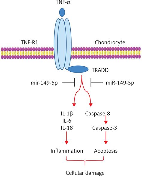 Mir P Mitigates Tumor Necrosis Factor Induced Chondrocyte