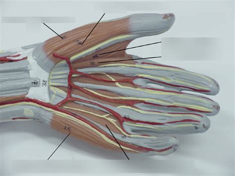 Hand Ventral Muscles Diagram Quizlet