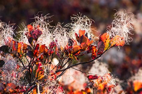 Carso In Autunno Carso In Veste Autunnale Gorizia Friuli Flickr