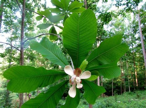 Magnolia Bark Extract (Magnolia officinalis) Magnolol/Honokiol 10% ...