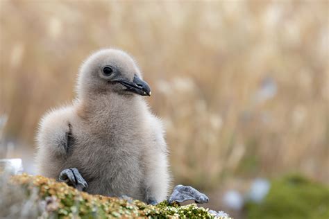 New Island Gallery – Falklands Nature