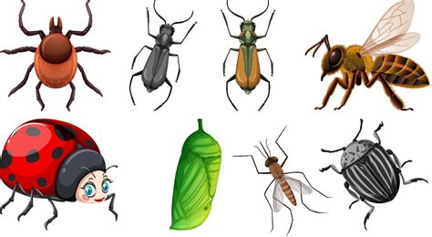 Conjunto De Diferentes Tipos De Insectos 13763546 Vector En Vecteezy