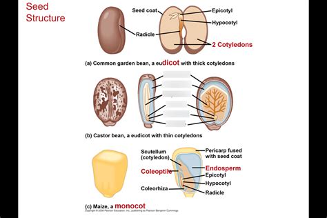 Castor Bean Diagram | Quizlet