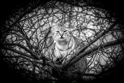 Gato Árbol Sucursales Foto gratis en Pixabay Pixabay