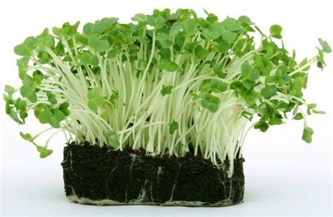 Garden Cress Benefits Uses Dosage Ayurvedic Uses Of Garden Cress Seeds Plant Cuttings