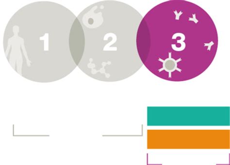 Microbiology: Chapter 17 Flashcards | Quizlet