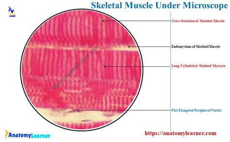 Skeletal Muscle Under Microscope With Labeled Diagram Anatomylearner