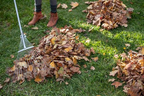 Is It Better To Rake Or Leave Leaves