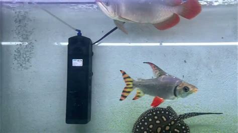 Super Red Arowana Tanning Tica 10 Youtube