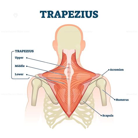 Trapezius muscle labeled medical anatomy structure scheme vector ...