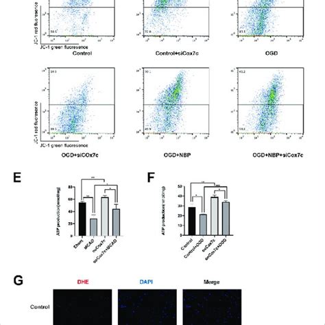 Effects Of Nbp And Cox C On Mitochondrial Function In Vivo And In