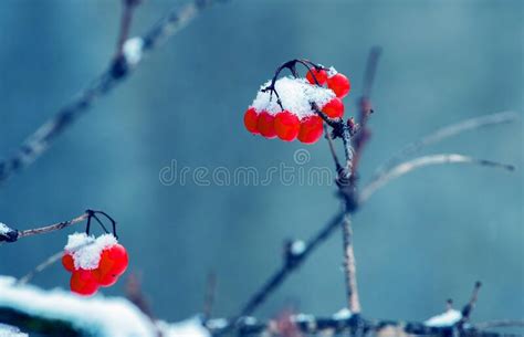 Snow Covered Red Berries Of Viburnum On A Blue Background Stock Image