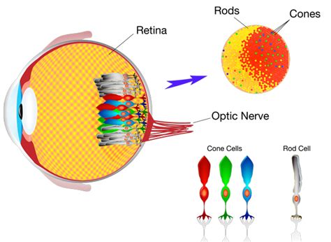 Seeing In Colour How Our Eyes Sense And Cameras Record