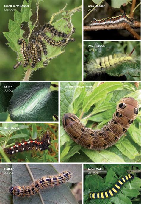 Free Printable Caterpillar Identification Charts [pdf]