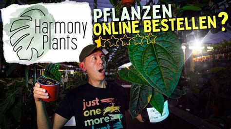 Zimmerpflanzen Online Kaufen Wir Testen Den Pflanzen Shop Harmony