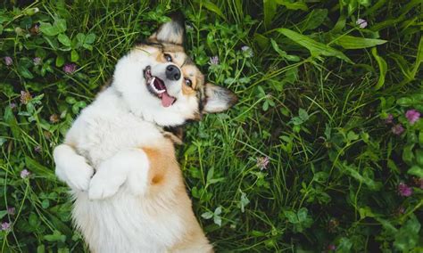 Corgi’s Energy Level: Are Corgis High Energy? - Corgi Care