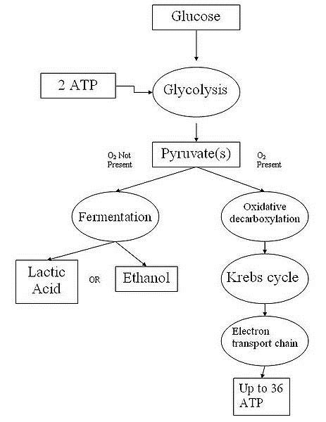 Cellular Respiration Definition Equation And Steps Biology Dictionary