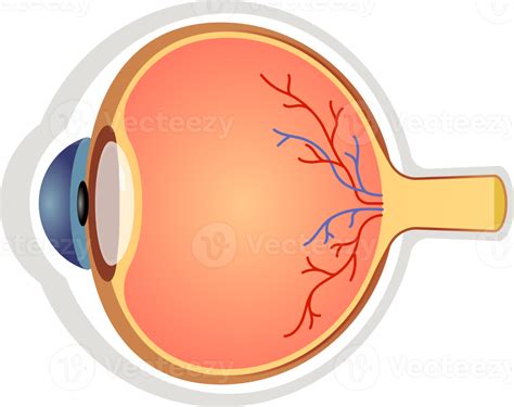 Eye Anatomy Symbol Icon Png