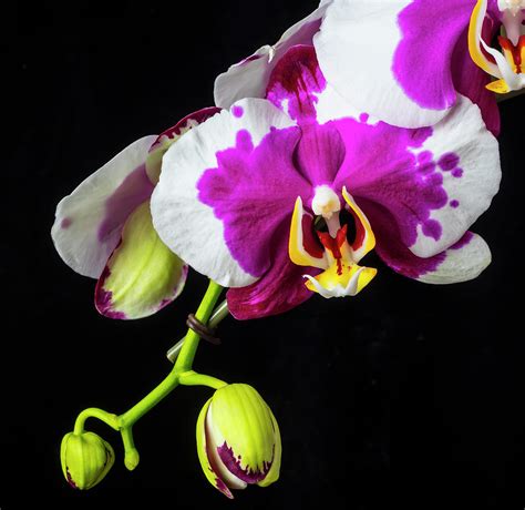 Beautiful Unique Orchid Photograph by Garry Gay - Fine Art America