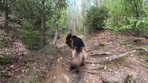 Off Leash Walk With Major In Forest Spacer Z Majorem W Lesie Bez Smyczy