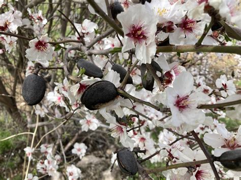 Миндаль обыкновенный - Prunus amygdalus - ORGANICLAWN
