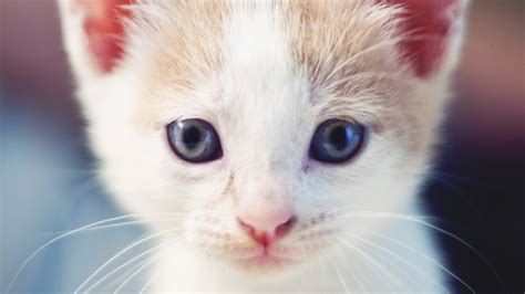 Fondos De Pantalla Cara Gato Ojos Nariz Bigotes Ligero Gatito