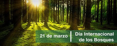 Celebramos El Día Internacional De Los Bosques Vegabaja Packaging