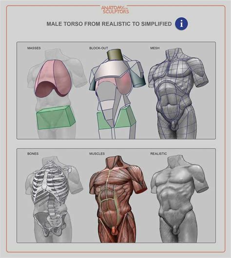 Anatomy For Sculptors - Male torso