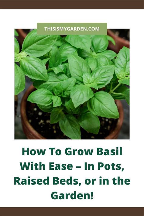 How To Grow Basil With Ease In Pots Raised Beds Or In The Garden