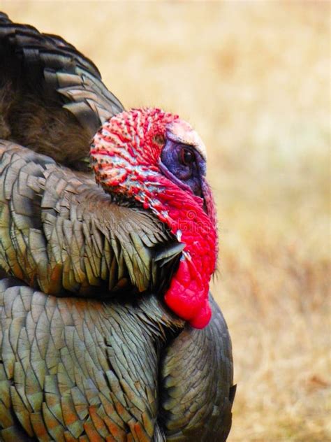 Wild Turkey Head Closeup Showing Red Wattle Stock Image Image Of