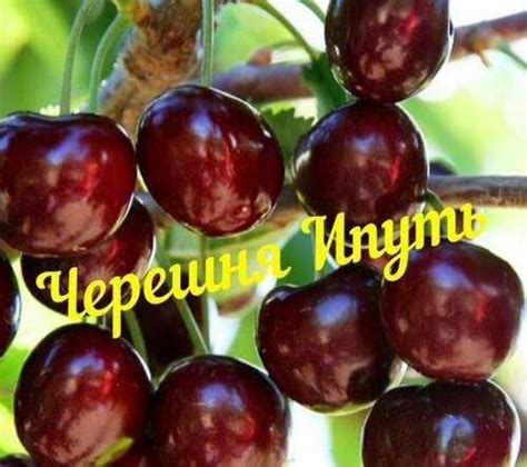 Черешня Ипуть | Festima.Ru – частные объявления