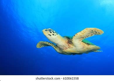 Hawksbill Sea Turtle Stock Photo 610061558 | Shutterstock