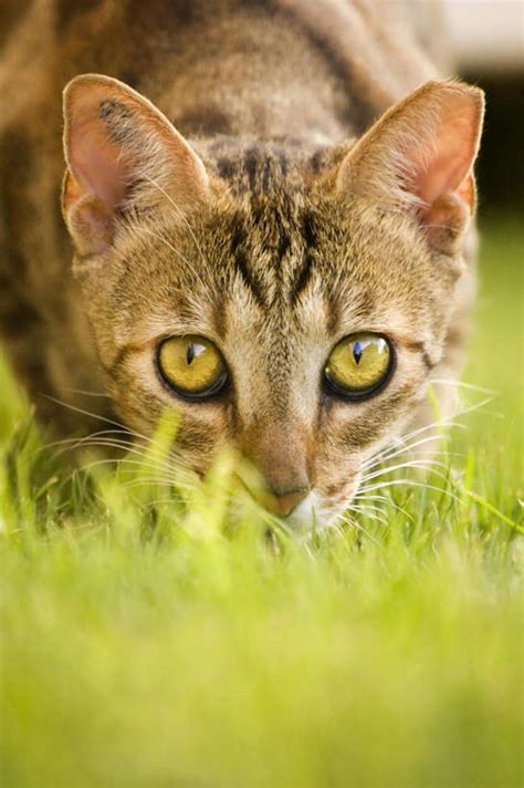 脸头脸颊无人竖图室外特写白天正面草地草坪植物宠物猫阴影朦胧模糊光线影子注视草一只绿色阳光动物