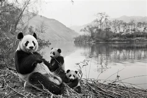 Retrato de urso panda em preto e branco Foto Grátis