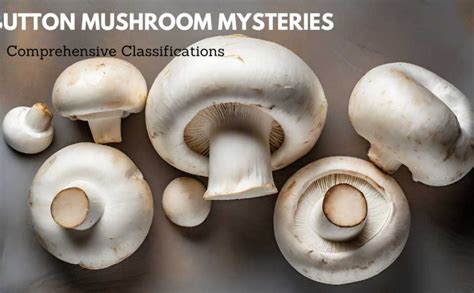 Unraveling the Button Mushroom Classifications - It's Mushroom