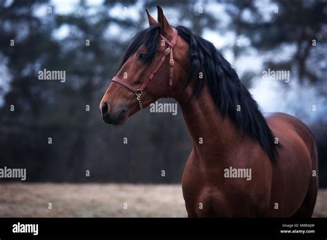 Elegantes Braunes Pferd Mit Schwarzer M Hne Und Rot Braun Halfter