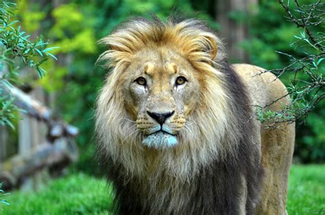 Aslan - NICK WRIGHT