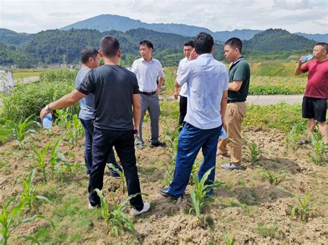 东江街道：积极防治草地贪夜蛾乡镇街道资兴新闻网