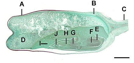 Coleorhiza - Wikiwand