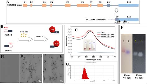 Selective Naked Eye Detection Of Lung Squamous Cell Carcinoma Mediated