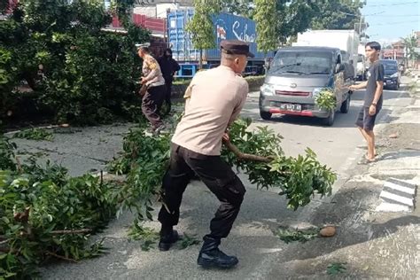 Pohon Tumbang Terseret Truk Kontainer Di Kalimanah Purbalingga Polisi