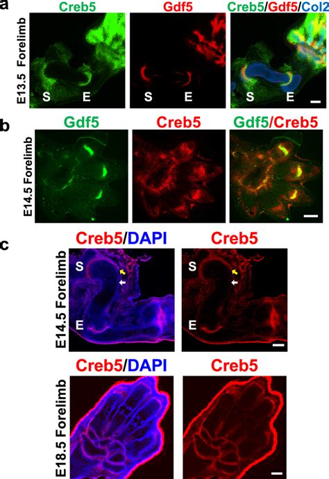 creb  gdf expression overlap   developing synovial joint