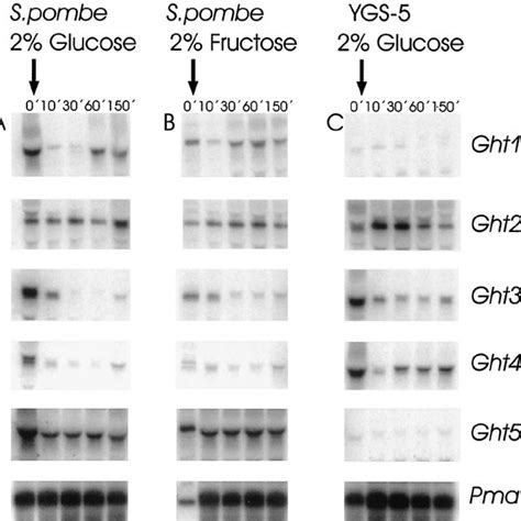 Pdf Multiple Hexose Transporters Of Schizosaccharomyces Pombe