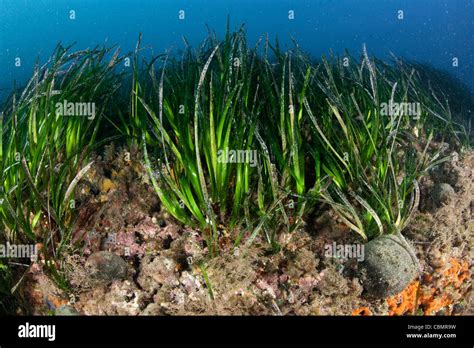 Praderas De Pastos Marinos Praderas De Posidonia Oceanica Ischia El