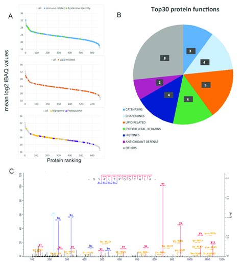 A Protein Intensity Rank X Axis Based On The Mean Log2 Ibaq Values Download Scientific