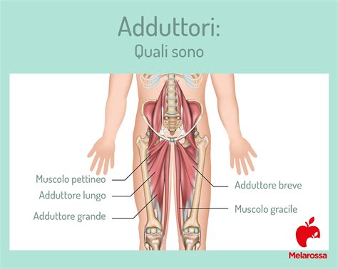 Adduttori Anatomia A Cosa Servono Come Allenarli Esercizi