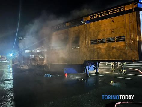 Incendio Camion Carico Di Vitelli Sulla A Torino Aosta Marzo