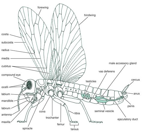 Insect - Social Behavior, Colonies, Communication | Britannica